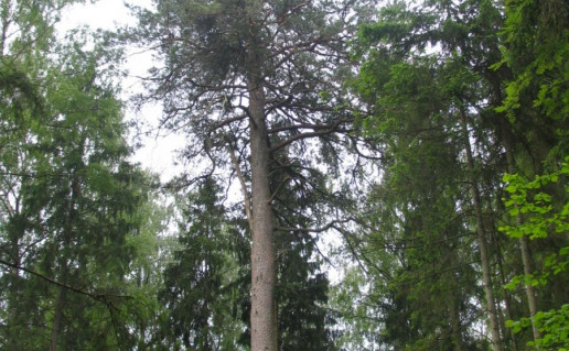 Albino pušis.jpg.jpg